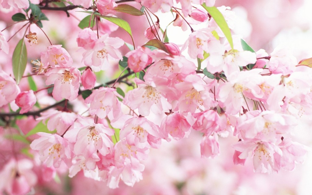 cherry-blossoms | Mommy Ramblings